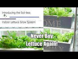 Never Buy Lettuce Again The Indoor Soil Less Lettuce Grow System Diy Clean Easy 4k Youtube Grow System Aquaponics Diy Backyard Aquaponics
