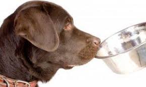 Check spelling or type a new query. Need Help With Vet Bills Or Pet Food There Are Resources Available The Dogington Post
