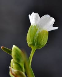 Image result for Montiniaceae