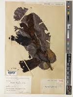 Image result for Magnistipula