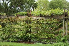 They are sometimes combined with other vines to create denser foliage. Non Flowering Vine To Create A Wall Vines Forum Gardenweb Flowering Vines Garden Vines Vines