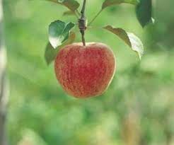 I am only 6 months into this experiment, but i have done a lot of research and acquired a lot of plants. List Of Zone 6 Fruit Trees Hunker Fruit Trees Backyard Growing Fruit Fruit Tree Garden