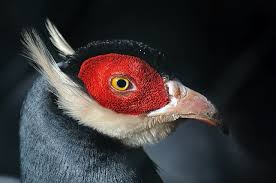 May The Bird Of Paradise Fly Up Your Nose Meaning Blue Eared Pheasant Pet Birds Beautiful Birds Pretty Birds