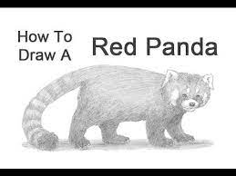 Red panda facts say that it is a small arboreal mammal native to the eastern himalayas and south western china that has been classified vulnerable by iucn. How To Draw A Red Panda Youtube
