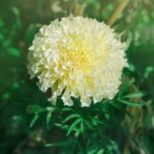 Check spelling or type a new query. Marigold Meksiko Putih Krem Bunga Putih Albatros 135 Biji Tagetes Erecta Garden Seeds Market Bebas Biaya Kirim