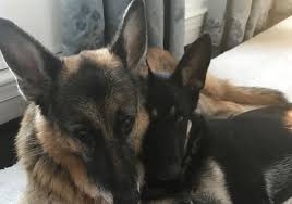 Joe biden's national security team filled with obama administration retreads. First Dogs Champ And Major Move Into Their New Digs On Pennsylvania Avenue Pittsburgh Post Gazette