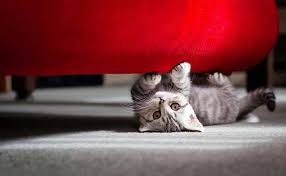 Stop Cats From Scratching Furniture