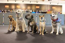 Puppies are ready and willing to start learning good manners as soon as you bring them home, so the best time to start training puppy obedience is now. Redwood City Dog Training Obedience Agility Puppy Pet Supplies Zoom Room Dog Training