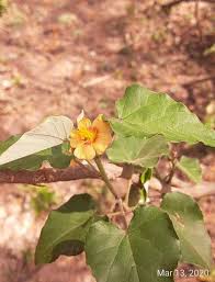 Image result for Wissadula