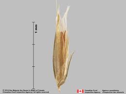 Image result for Anthoxanthum