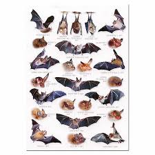 british bats a5 identification card chart postcard 2 25