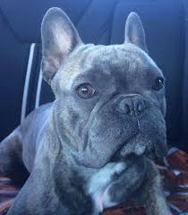 We ship to kansas, texas, missouri, california, minnesota, ohio, oklahoma, alabama, arkansas, colorado, washington, north dakota, south dakota, oregon, nevada, michigan, we fly to all of the. French Bulldog For Sale Kalamazoo Mi