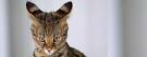 Rare Cat Breeds: Detailed Guidelines, Interesting Information