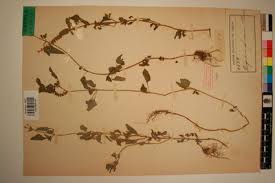 Image result for Platostoma africanum