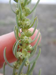 Image result for Suaeda monoica