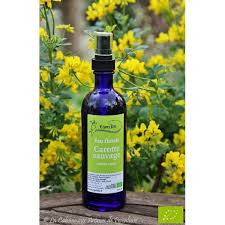 Hydrolat Carotte Sauvage Bio Daucus Carota Flacon Verre Carotte Sauvage Carotte Hydrolat