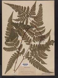 Image result for Triplophyllum heudelotii