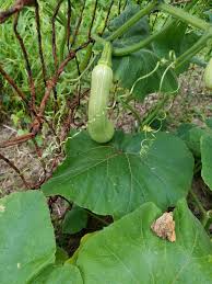 Image result for Cucurbita moschata