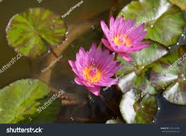Image result for Nymphaea maculata