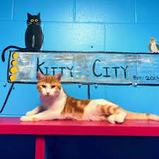 We are a team of adoption professionals with a passion to create families through adoption. Ames Animal Shelter Home Facebook