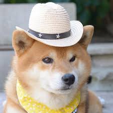 1080 doge to usd (1080 dogecoin to us dollar) exchange calculator. Shiba Inu Cowboy Hat Online Shopping