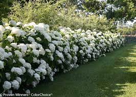 ⬇️🌸⬇️ follow us 🌼 youtube: Incrediball Smooth Hydrangea Farmhouse Landscape Grand Rapids By Proven Winners Houzz