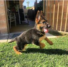 Gsd Puppy Start To Run Notice The Low Back Legs German Shepherd Puppies German Shepherd Dogs Shepherd Puppies