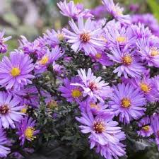 Image result for Andropterum