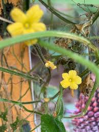 Image result for Cucumis myriocarpus