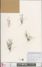 Image result for Bulbostylis scabricaulis