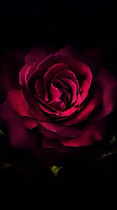 For My Pak Army Rose Wallpaper Flower Wallpaper Android Phone Wallpaper