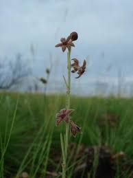 Image result for Aspidoglossum biflorum