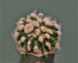 Image result for Euphorbia platyrrhiza