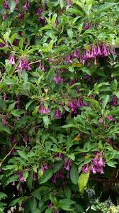 Image result for Iochroma