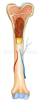 1,036 bone structure model products are offered for sale by suppliers on alibaba.com. Bone Structure Details Stock Vector Illustration Of Body 33013302