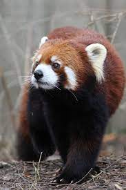 Mark Dumont Red Panda Animals Red Panda Animals Beautiful