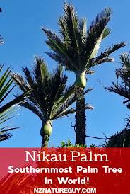 Nikau Palm World S Southernmost Palm Tree New Zealand Nature Guy Palm Trees Beautiful Tree Palm