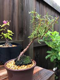 Image result for rosemary bonsai