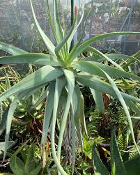Image result for Aloe mossurilensis