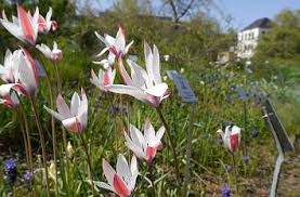 Quermania Botanischer Garten Der Universitat Leipzig
