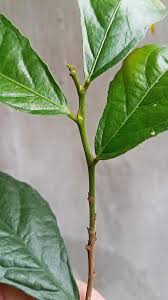 Image result for Streblus