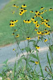 Image result for Tricliceras lobatum