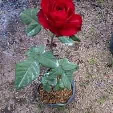 Jika dilihat dari bentuknya, jambu mawar terlihat seperti kombinasi antara jambu air dengan jambu biji, dimana bentuknya terlihat seperti jambu. Jual Tanaman Bunga Mawar Ross Kab Bogor Taman Qita Tokopedia
