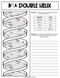 It is often called the control center because it controls all the activities of the cell including ceil chromosomes are microscopic, threadlike strands composed of the chemical dna (short for deoxyribonucleic acid). Dna Structure Double Helix Guided Learning Activity By Science From The South