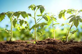 Jun 02, 2011 · instructions start with clean pots and fresh potting soil. How To Grow Your Own Tomatoes Part 2 Transplanting Modern Farmer