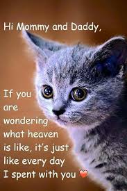 The idea of calm exists in a sitting cat. Hi Mommy And Daddy If You Are Wondering What Heaven Is Like It S Just Like Every Day I Spent With You Cats Pet Loss Grief Pet Grief