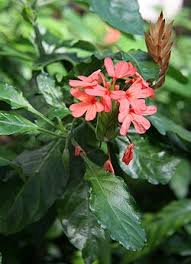 Image result for Crossandra nilotica