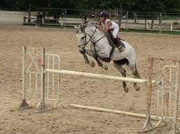 Ecurie De La Cote Bleue Chevalannonce Com