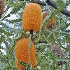 Australian Seed Banksia Ashbyi Flowers Australian Plants Seed Pods