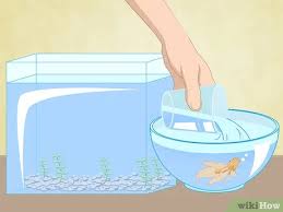 Please do not drain 3 gallon fish tank of water. How To Clean A Betta Fish Tank 11 Steps With Pictures Wikihow